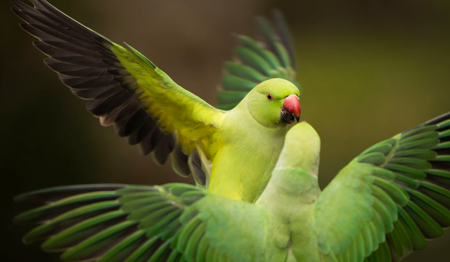 ring necked parakeets.png