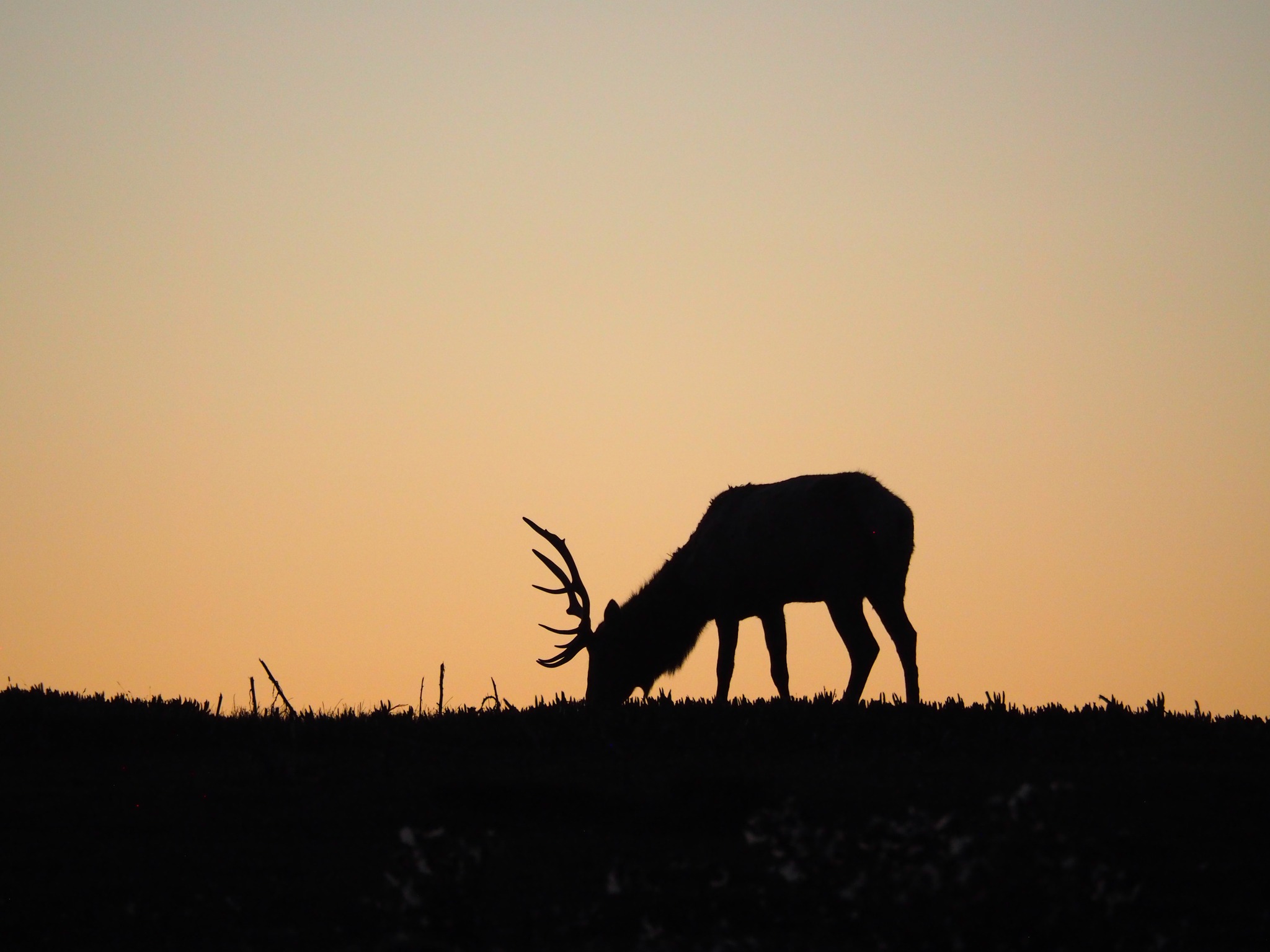 elk.jpg